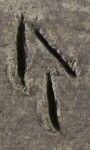 A close-up of an instance of allograph Α type1.4 inscribed on object ISic020602