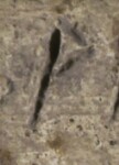 A close-up of an instance of allograph Ρ type1.5 inscribed on object ISic020603