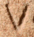 A close-up of an instance of allograph Υ type1 inscribed on object ISic001573