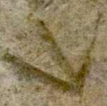 A close-up of an instance of allograph Χ type1 inscribed on object ISic001483
