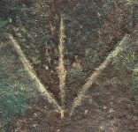 A close-up of an instance of allograph Ψ type1 inscribed on object ISic030002