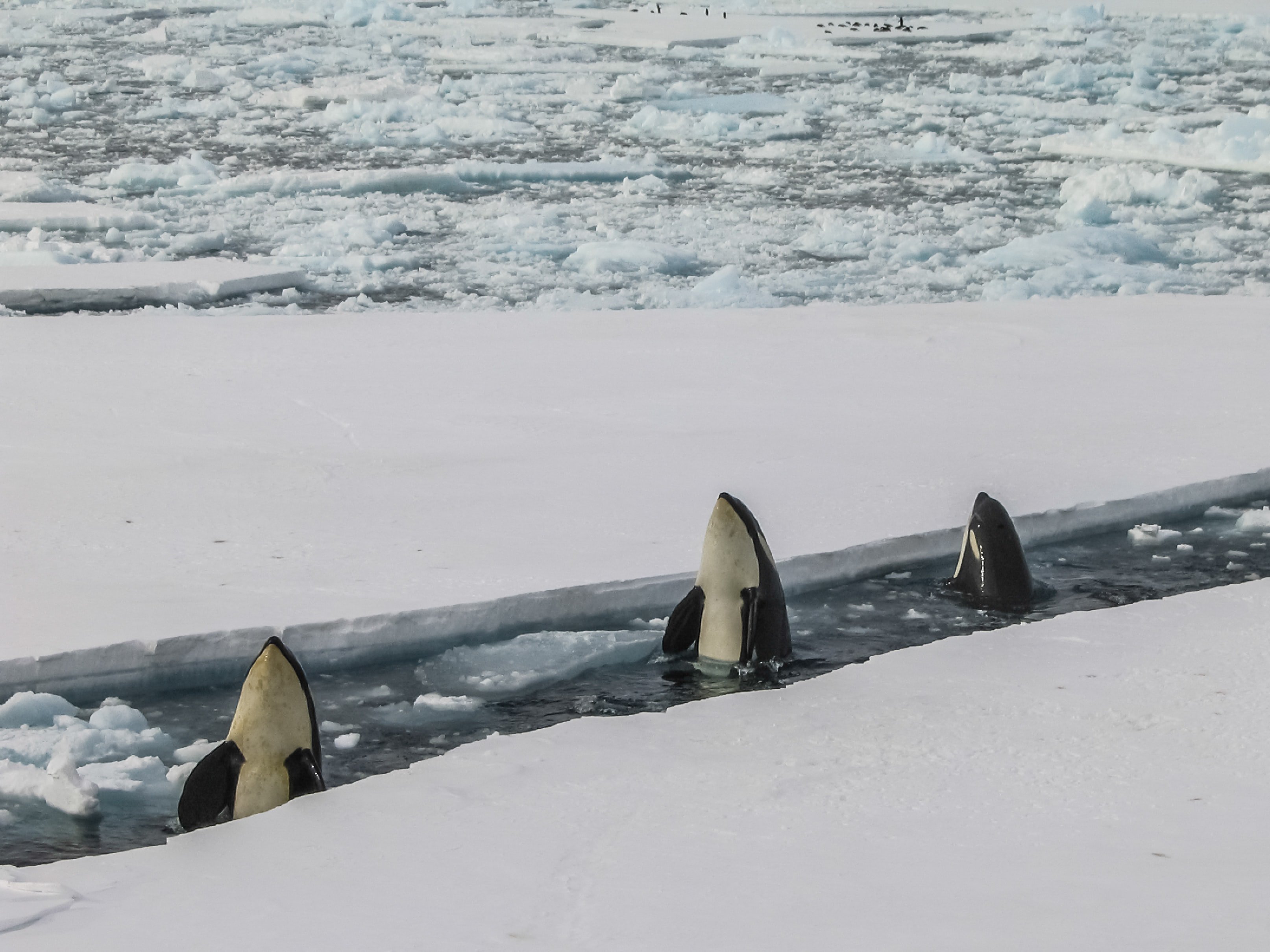 Three orca whales gracefully swim alongside an iceberg in the pristine water near McMurdo Station, Antarctica