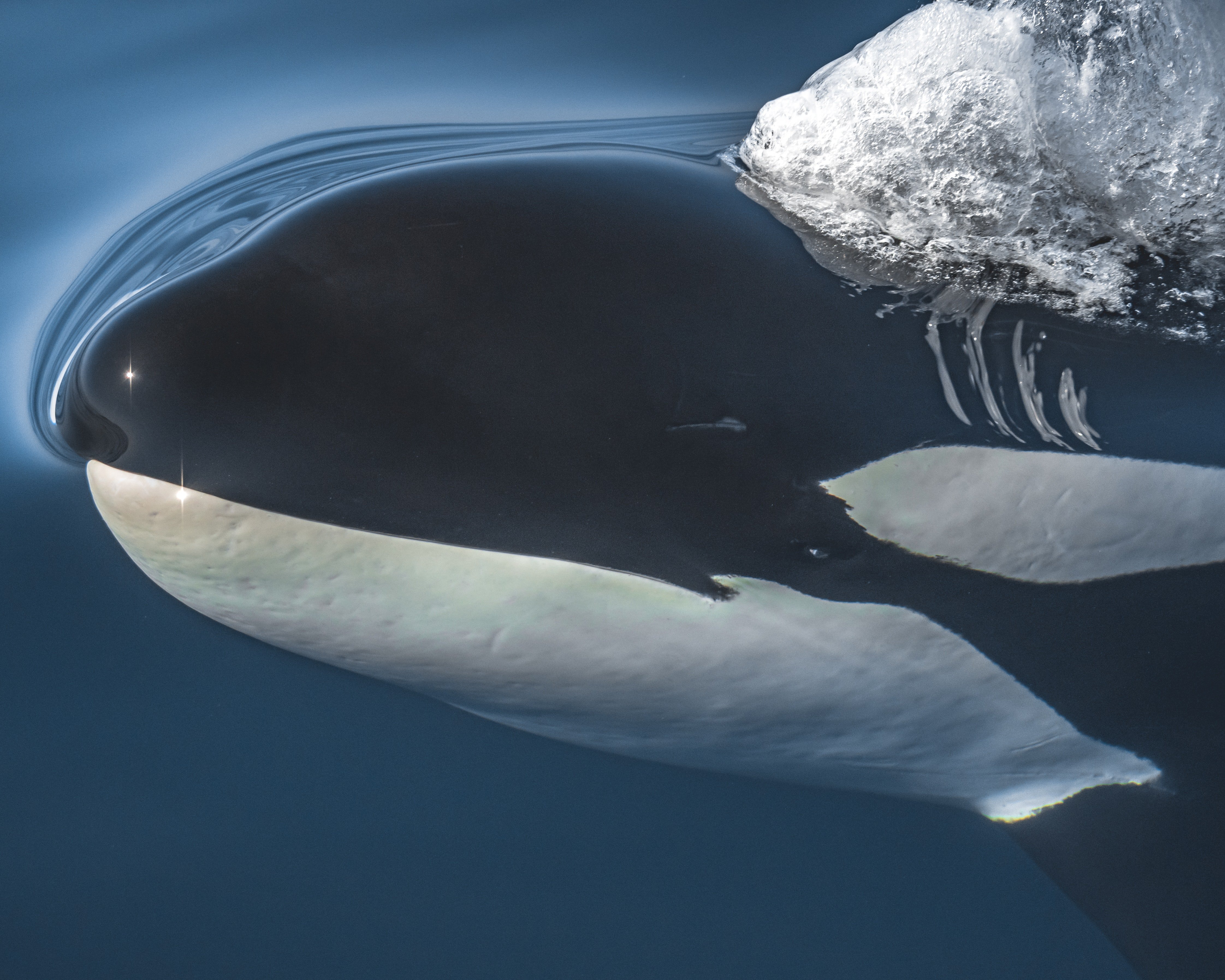 Professional shot of an orca, up close, gliding through the ocean iceberg waters