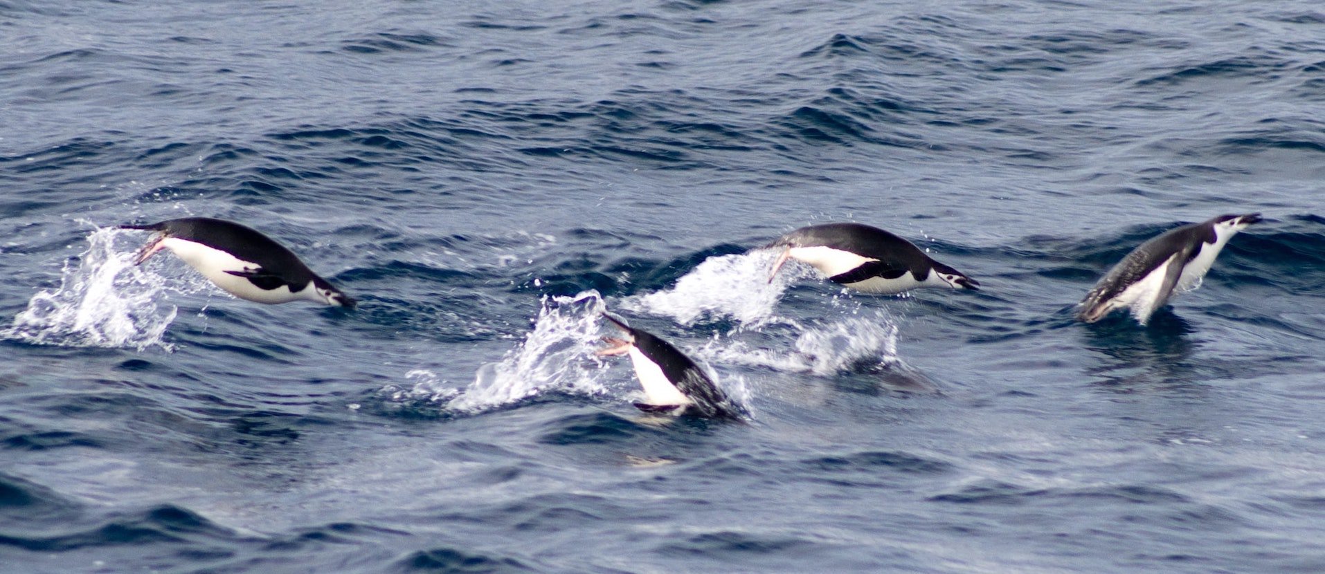 Four penguins jumping above the ocean with splashes of water around them