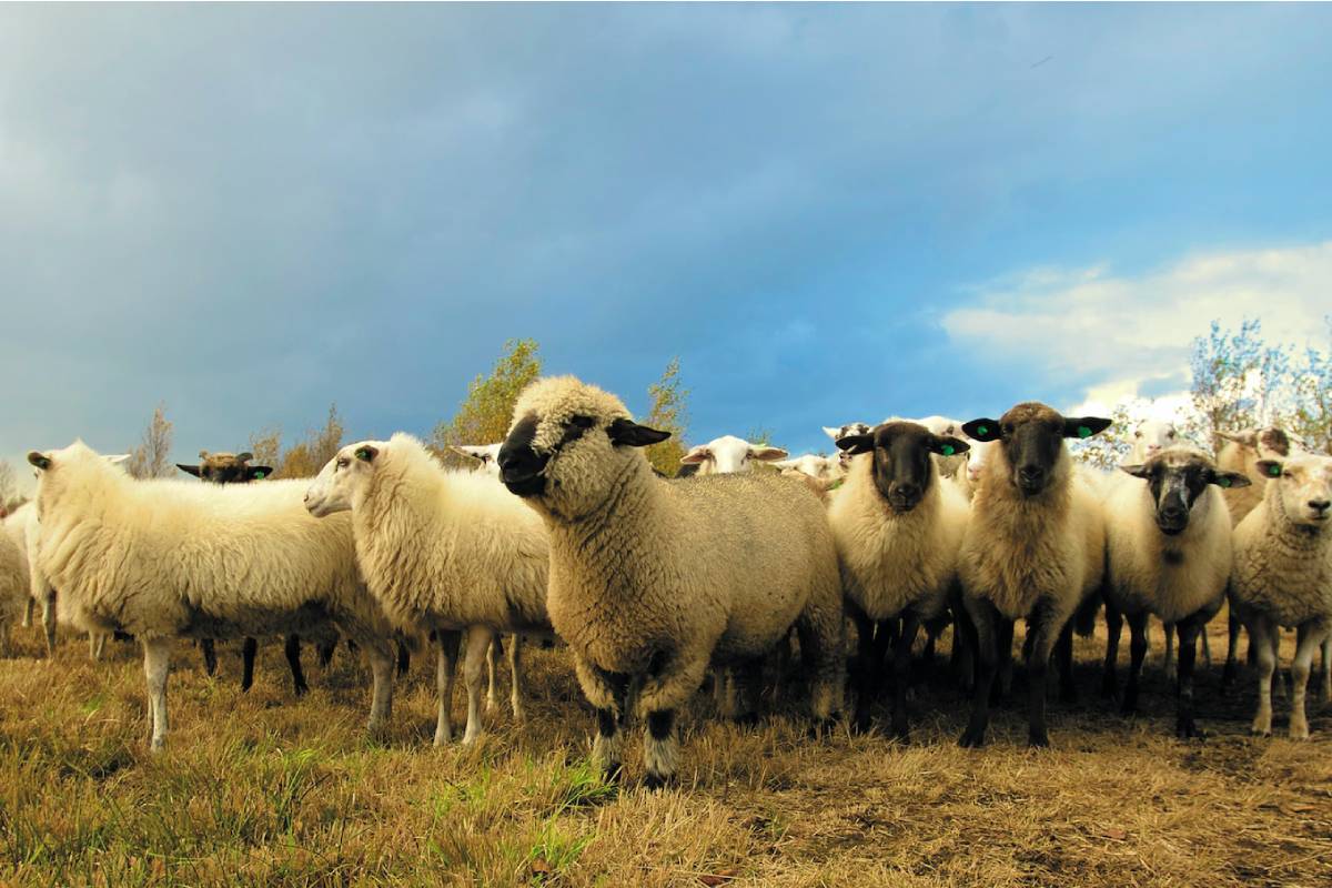 A herd of white-faced and black-faced sheep standing, grouped together, in a field on a cloudy day. 