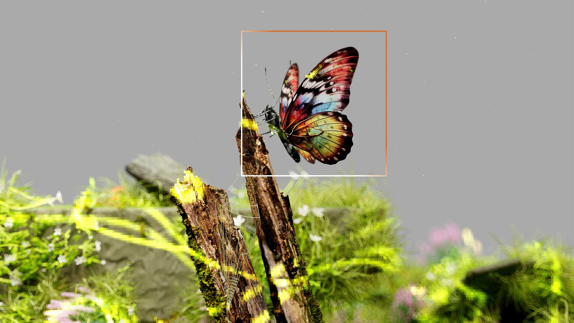 A rectangular frame superimposed over the image of a colorful butterfly resting on a branch, surrounded by grass and a gray sky.
