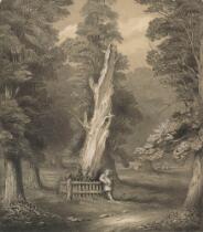 Herne's Oak c19